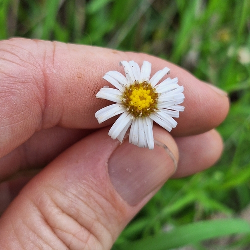 basalt daisy (Camptacra barbata)