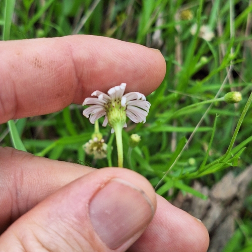 Image of Camptacra barbata by (c) Greg Tasney, some rights reserved (CC BY-SA)