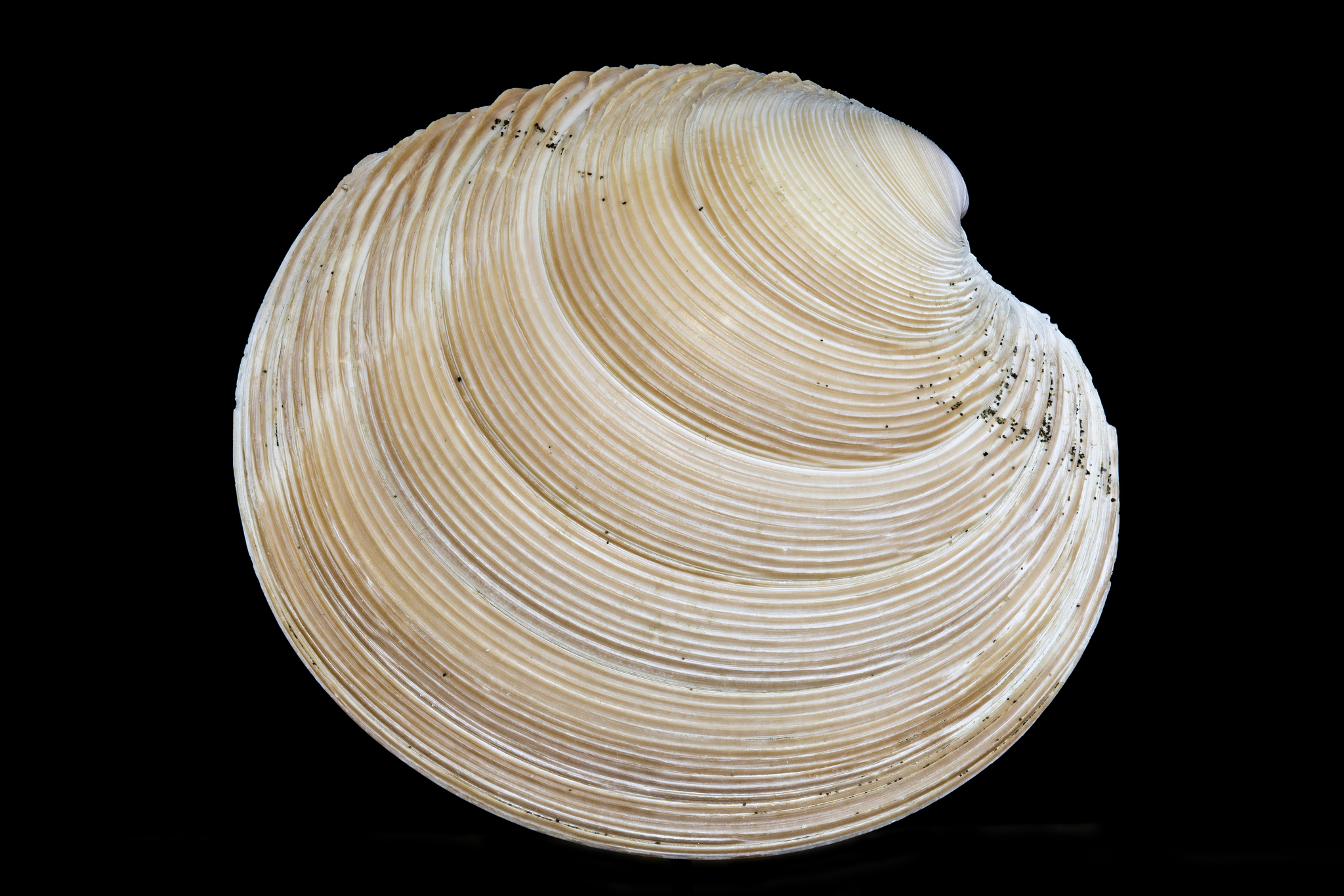 Bukinaning yalangoch mushuk surati Onlayn porno komikslar yoki papi