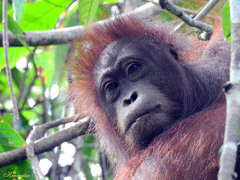 Pongo pygmaeus