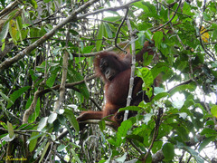 Pongo pygmaeus