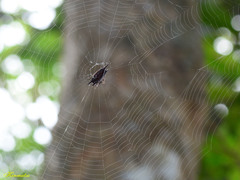 Gasteracantha mengei