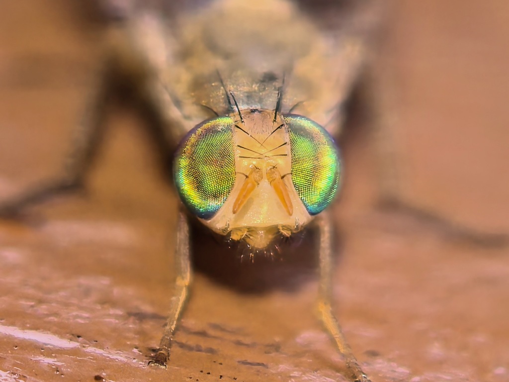 Euphranta borneana
