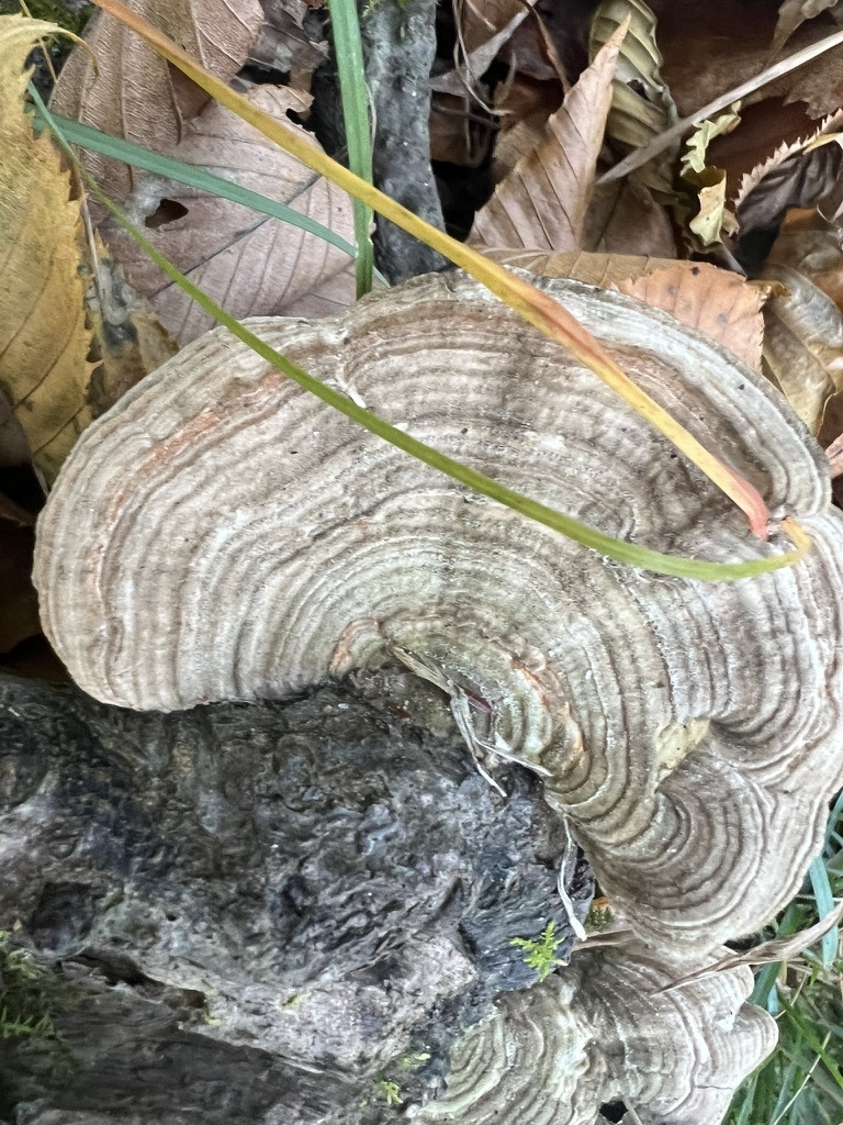 Thin-walled Maze Polypore