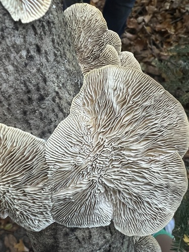 Thin-walled Maze Polypore