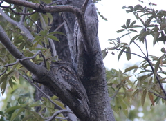 Podargus strigoides phalaenoides