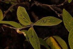 Flemingia grahamiana image