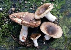 Russula sororia