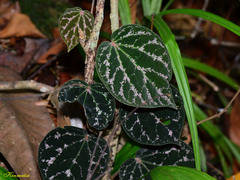 Piper porphyrophyllum