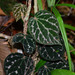 Piper porphyrophyllum - Photo (c) Kinmatsu Lin, algunos derechos reservados (CC BY-NC), subido por Kinmatsu Lin