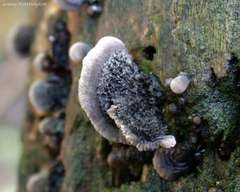 Resupinatus trichotis