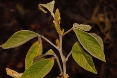 Flemingia grahamiana image