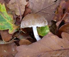 Psathyrella artemisiae