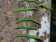 Adenia cordifolia