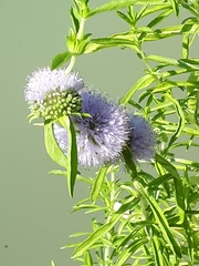 Mentha cervina