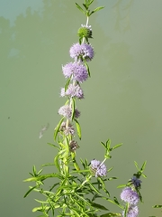Mentha cervina