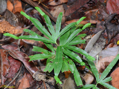 Lygodium circinnatum