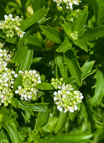 Image of Lepidium panniforme by no rights reserved