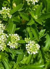 Lepidium panniforme, photograph author not stated, no rights reserved