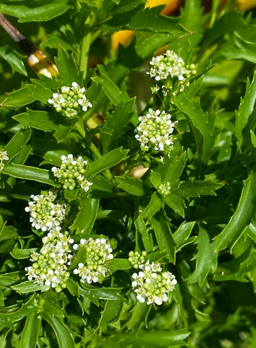 Mangere Island Scurvy Grass (Lepidium panniforme)