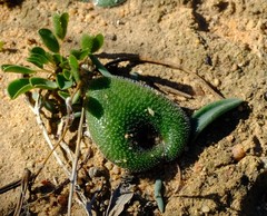 Lachenalia trichophylla