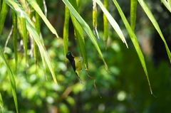 Chalcoparia singalensis