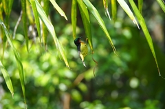 Chalcoparia singalensis