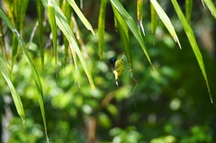 Chalcoparia singalensis