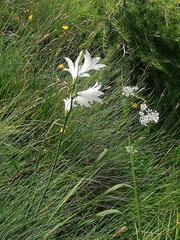 Paradisea liliastrum