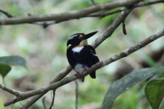 Northern Silvery Kingfisher photo 5