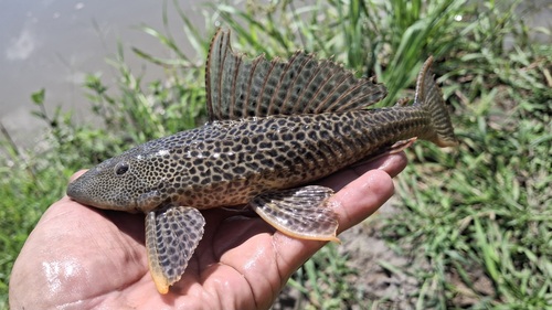 Zeilvin-harnasmeerval (Pterygoplichthys multiradiatus) — Loricariidae — 2