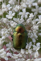 Cryptocephalus aureolus