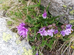 Primula glutinosa