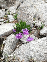 Primula glutinosa