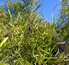 Euclea linearis