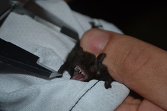 Myotis nigricans