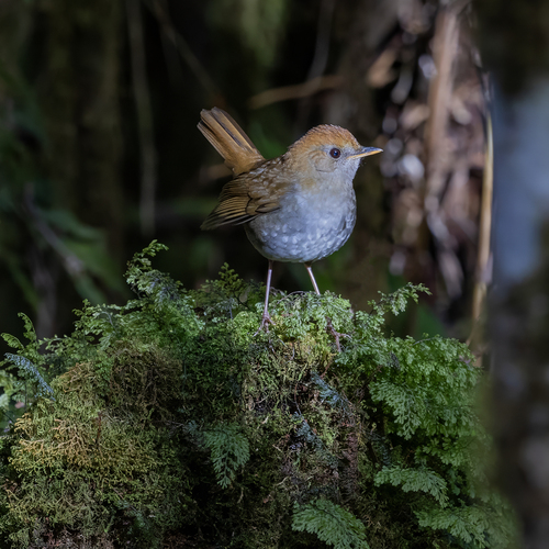 Ruddy-capped Nightingale-Thrush (Catharus frantzii), photo 10