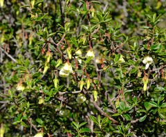 Diospyros ramulosa