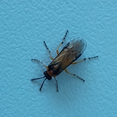 Athalia rosae