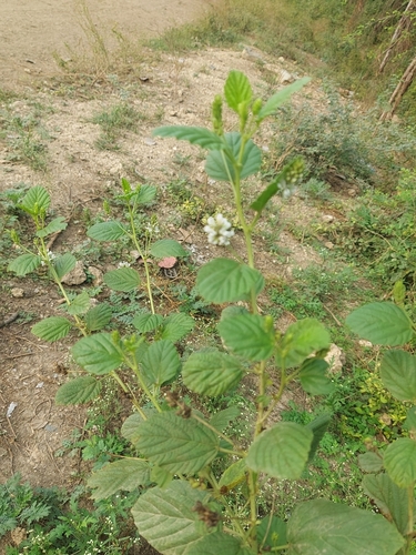 Cullen corylifolium, photograph 2