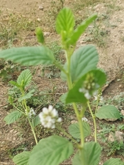 Cullen corylifolium, photograph (c) Raja Sekhar Chimirala, some rights reserved (CC BY)