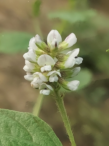 Cullen corylifolium, photograph 4
