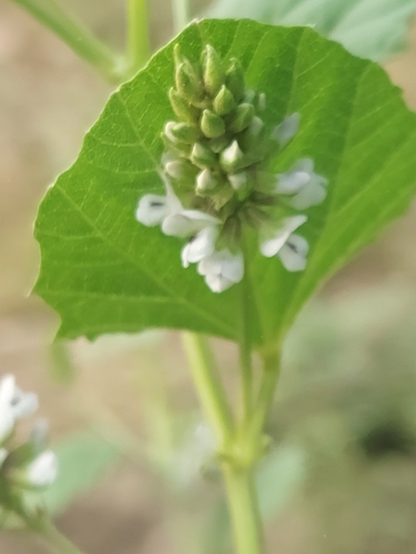 Cullen corylifolium, photograph 5