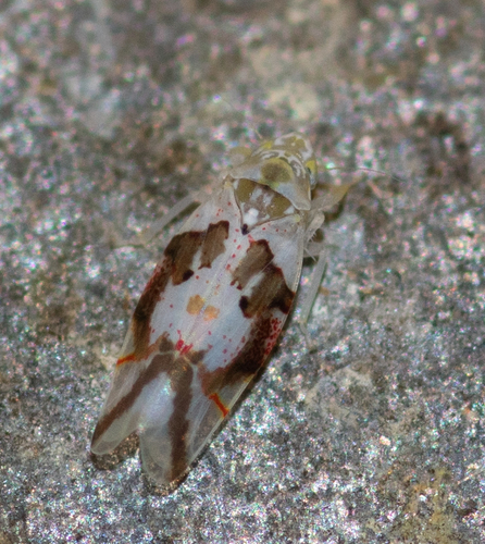 Hymetta kansasensis