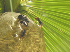 Vespa velutina