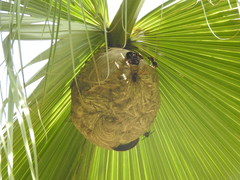 Vespa velutina