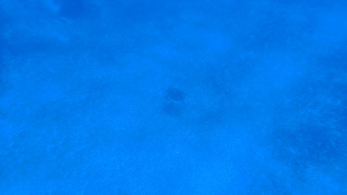 Green Sea Turtle (Chelonia mydas)