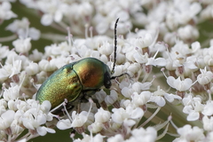 Cryptocephalus aureolus