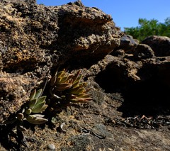 Adromischus marianiae