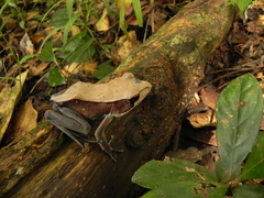 Clinotarsus curtipes